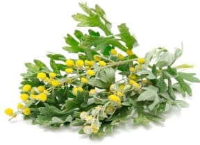 Wormwood extract